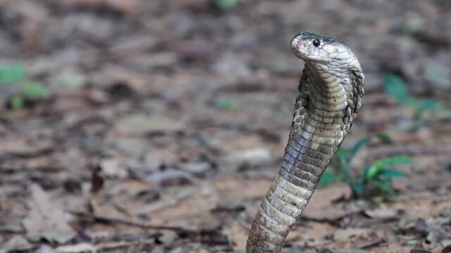 Cobra deadly serpent living on a dry leaf in the forestin nature	