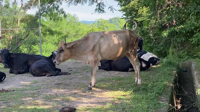Cows Resting in the Countryside