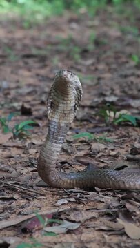 Cobra deadly serpent living on a dry leaf in the forestin nature	