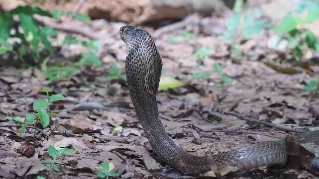 Cobra deadly serpent living on a dry leaf in the forestin nature	