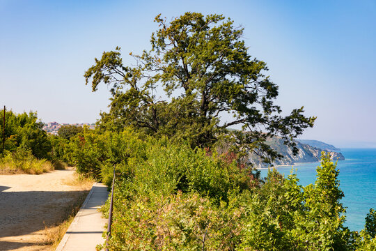 Scenic coastal pathway bordered by lush greenery overlooking clear blue sea and distant cliffs under a sunny sky.