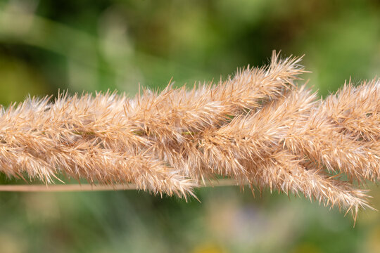 Close-up of golden dry grass stems against a blurred green background, highlighting natural texture and detail, ideal for nature and seasonal concepts.