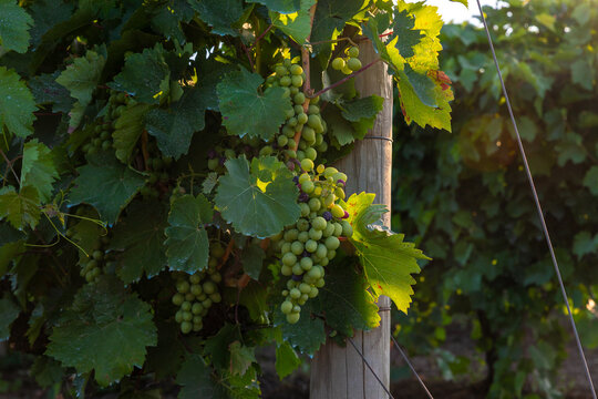 Sunlit cluster of green grapes hanging from a vine with lush leaves, ideal for vineyard, agriculture, or harvest concepts.