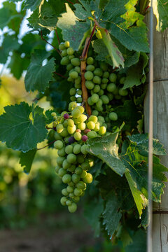 Close-up of green grape clusters hanging on a vine with lush leaves in a vineyard, illuminated by natural sunlight.