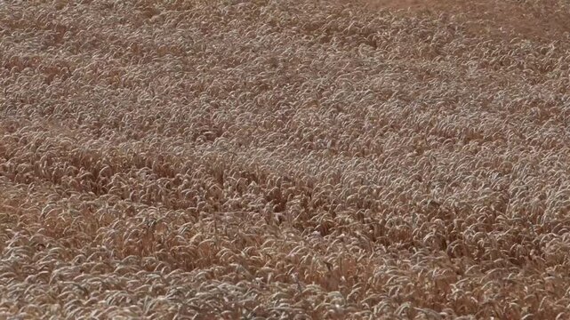 Tversted, Denmark Fields of wheat blowing in the wind.