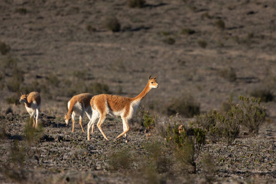 Group of Wild Vicu&ntilde;as in Their Natural High-Altitude P&aacute;ramo Habitat at the Foothills of Chimborazo Volcano, Ecuador