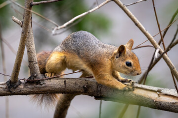 squirrel on a tree. Ağaçta duran sincap. © Mehmet