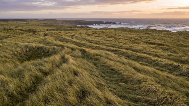 Serene coastal dunes at sunset representing natural resilience and pea