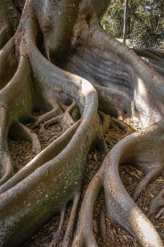 Closeup of ficus tree roots also known as banyan tree.