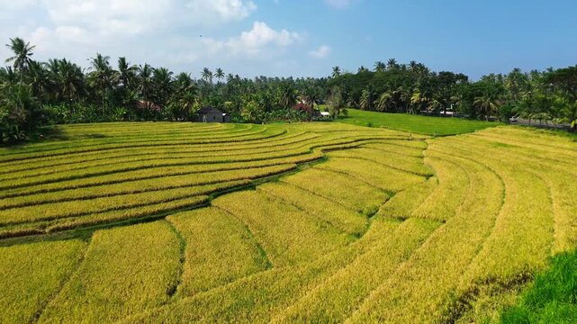 Bali south east asia, yellow rice field