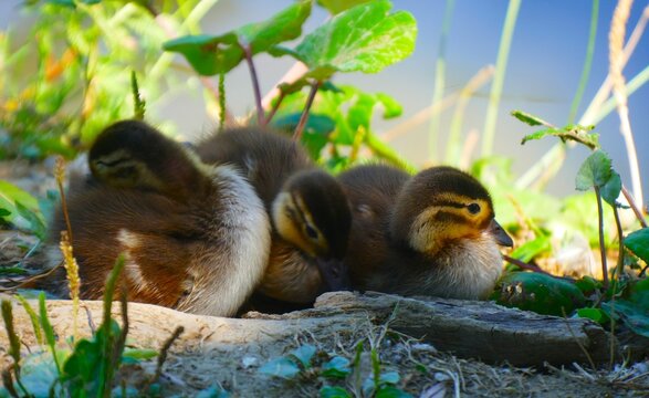 Cute newborn baby duck sitting in the green grass by the peaceful lake lighten with sun, waterbirds background