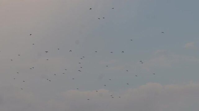 Birds Flying Across Blue Sky Background