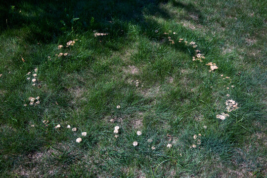 Natural fairy ring formed by wild Marasmius oreades mushrooms growing in circular pattern on lush green grass lawn in summer backyard, showcasing unique fungal mycelium growth phenomenon.