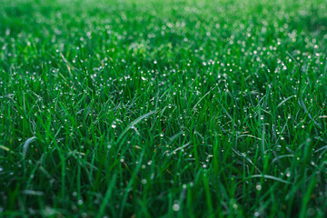 Obraz premium morning dew - green grass texture - well-groomed turf in the garden