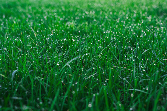 morning dew - green grass texture - well-groomed turf in the garden