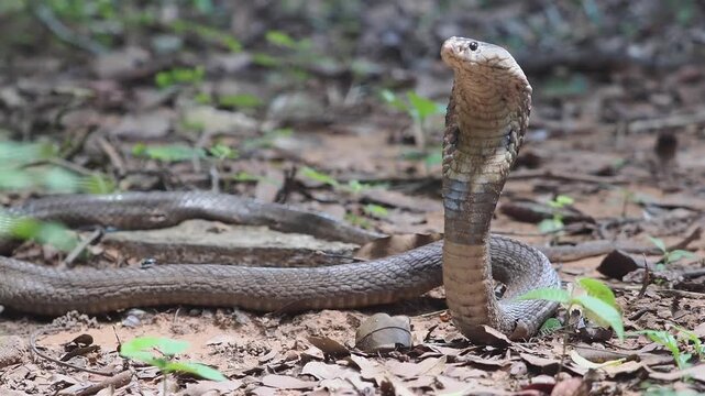 Cobra deadly serpent living on a dry leaf in the forestin nature	