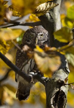 Eurasian pygmy owl (Glaucidium passerinum)