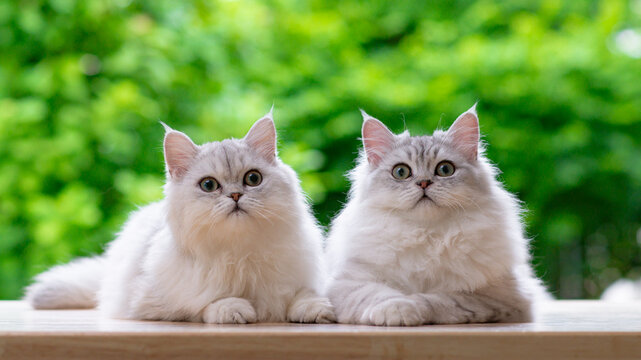 Close up of two beautiful fluffy cats looking at camera together with curious eyes in green nature background.