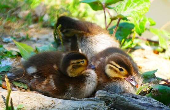 Cute newborn baby ducks sitting in the green grass by the peaceful lake lighten with sun, waterbirds family background