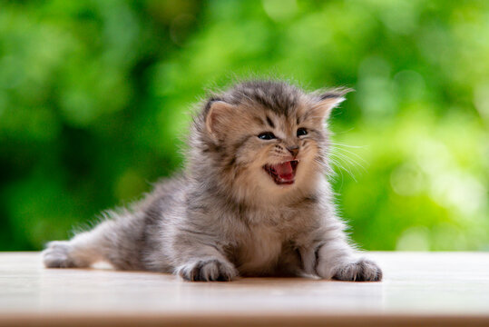 Close up of playful grey tabby kitten meowing with open mouth in green nature background.