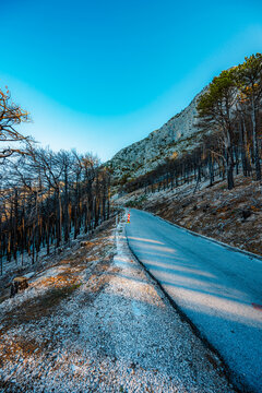 Burnt pine forest on the slopes of Biokovo mountain overlooking the Makarska Riviera, consequences of a forest fire in Croatia.