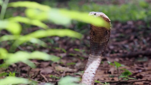 Cobra deadly serpent living on a dry leaf in the forestin nature	