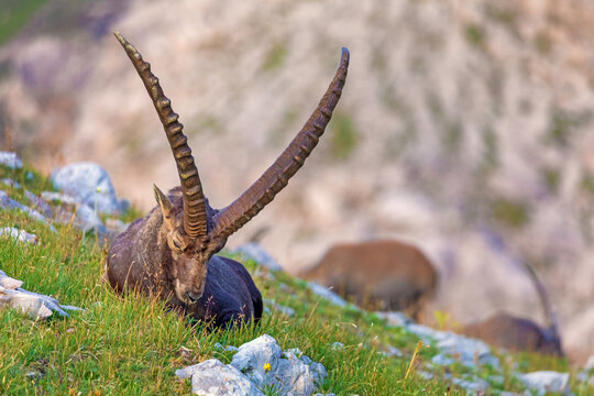 Steinbock - Alpensteinbock - H&ouml;rner - Wild - Allg&auml;u - Oberstdorf
