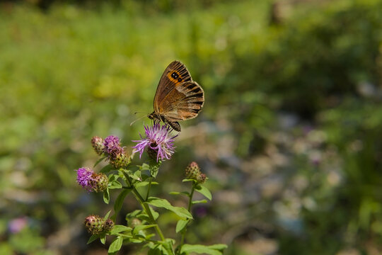 Scotch Argus butterfly erebia aethiops on purple flower