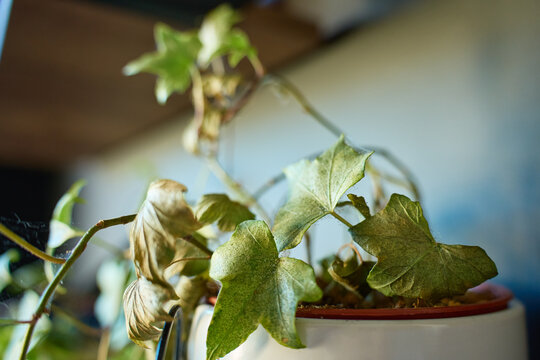 Potted houseplant has pale, dry and curled leaves with fine webbing visible on the foliage