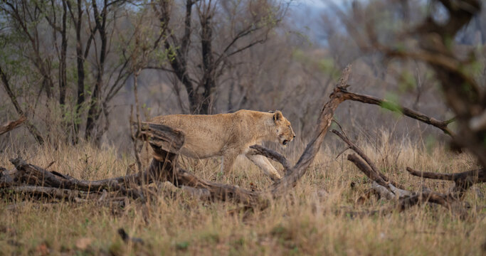 Afrikanischer L&ouml;we in der Savanne Afrikas. Eindrucksvolles Tier eines majest&auml;tischen L&ouml;wen oder einer L&ouml;win in nat&uuml;rlicher Umgebung