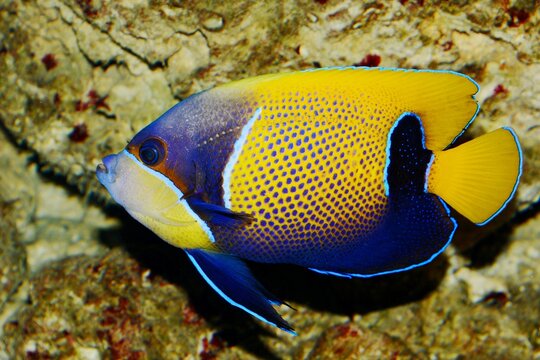 Lateral view of a Bluegirdled angelfish (Pomacanthus navarchus)