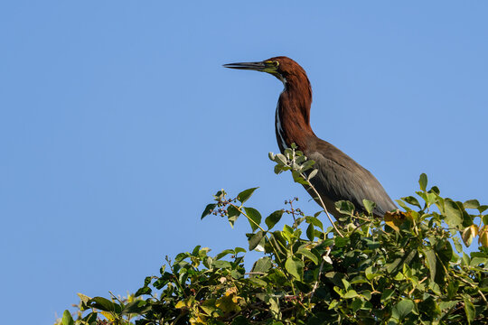 Rufescent Tiger Heron - Tigrisoma lineatum, beautiful colored heron found in wetlands from Central America and South America, Pantanal, Brazil.