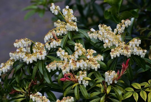Branches with flowers of Pieris japonica, the Japanese andromeda or Japanese pieris.