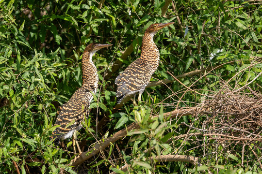 Rufescent Tiger Heron - Tigrisoma lineatum, beautiful colored heron found in wetlands from Central America and South America, Pantanal, Brazil.
