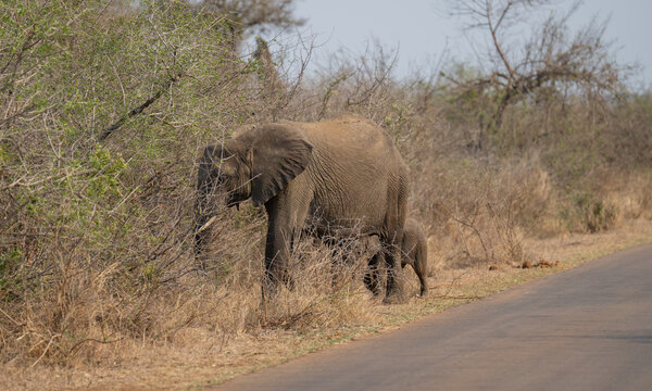 Elefantenmutter mit Elefanten Baby im Busch vom Kr&uuml;ger National Park - Kruger Nationalpark S&uuml;dafrika