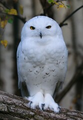 Fototapeta premium Snowy owl (Bubo scandiacus)