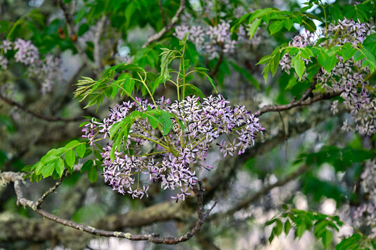 Chinaberry tree // Indischer Zederachbaum (Melia azedarach)