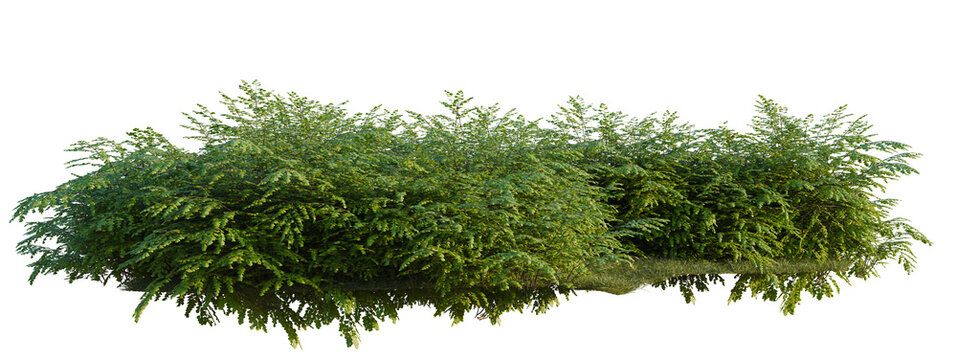 Adiantum venustum tree shrub, plant bush, cutout, isolate transparent background, Detailed Evergreen Shrubbery with Lush Green Foliage on Black Background for Landscape Design
