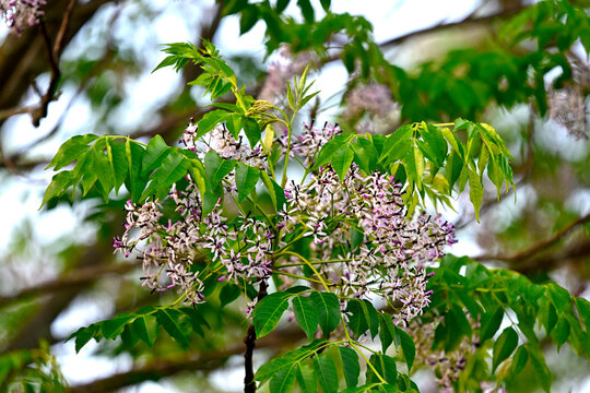 Chinaberry tree // Indischer Zederachbaum (Melia azedarach)
