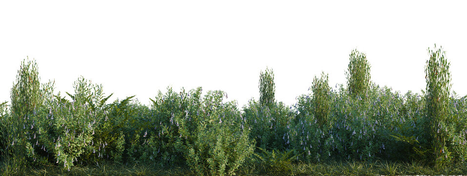 Davallia mariesii, Lepidogrammitis drymoglossoides and tree shrub, plant bush, cutout, isolate transparent background, Dense green bushes and shrubs with tall grasses on a transparent background