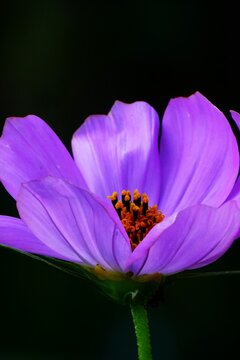 Big purple flower with open petals and pollen in the garden dark green background, close macro details