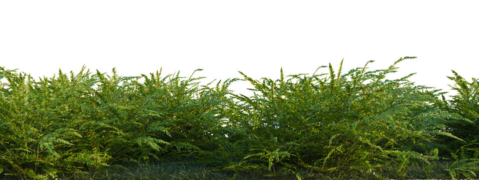 Polystichum craspedosorum tree shrub, plant bush, cutout, isolate transparent background, Dense green hedge row with visible texture, perfect for landscape design or garden borders.
