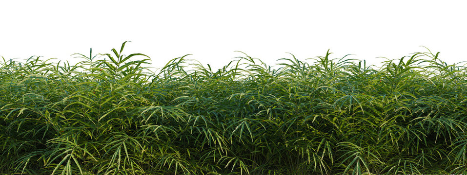 Pteris umbrosa tree shrub, plant bush, cutout, isolate transparent background, Lush Green Foliage Hedge - Detailed Texture for Landscape Design & Natural Backgrounds