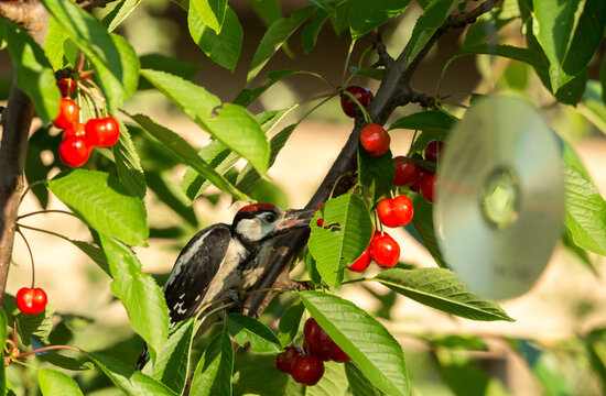 A woodpecker eats a ripe cherry on a branch of a fruit tree in an orchard.
