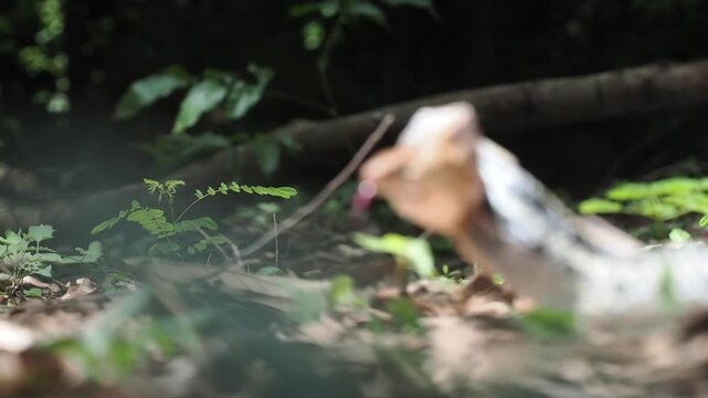 Coelognathus radiatus is a non-venomous snake commonly found in southeast asia and thailand