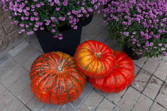 Three vibrant orange pumpkins and blooming purple chrysanthemums in black pots arranged on stone patio tiles. Сozy seasonal decorations, festive spirit of fall holidays Halloween and Thanksgiving.