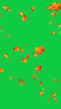 colorful autumn leaves falling isolated green screen 4k animation,chroma key leaf fall thanksgiving and Halloween celebration video stream overlay vertical social media motion design element