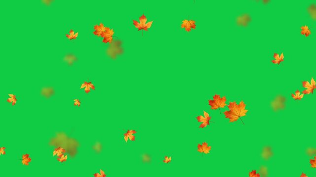 colorful autumn leaves falling isolated green screen 4k animation,chroma key leaf fall thanksgiving and Halloween celebration video stream overlay social media motion design element