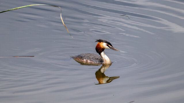 great crested grebe