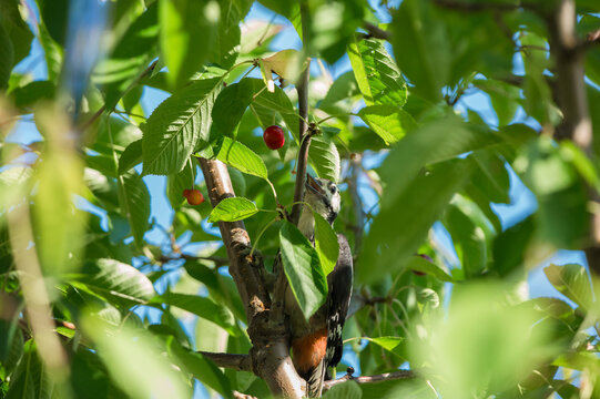 A woodpecker eats a ripe cherry on a branch of a fruit tree in an orchard.